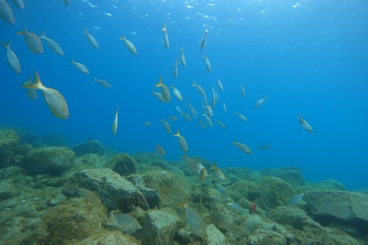 Discover Scuba in South Tenerife: 3-Hour Beginner Dive from Adeje photo 4