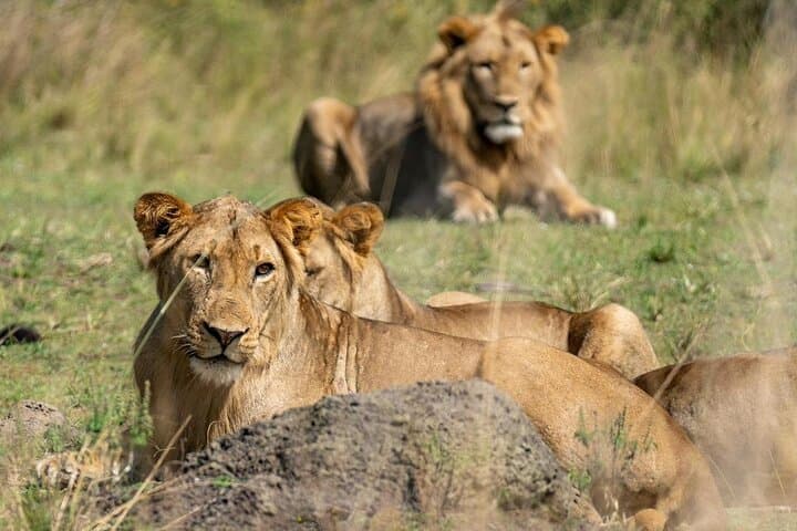 Murchison Falls 2-Day Safari: Nile Boat Cruise, Waterfall Hike & Sunrise Game Drive photo 4