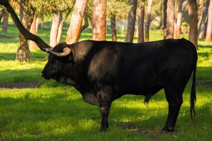 Brave Bull Farm Visit Near Seville — Andalusia Ranch Tour & Bull Breeding Experience photo 4
