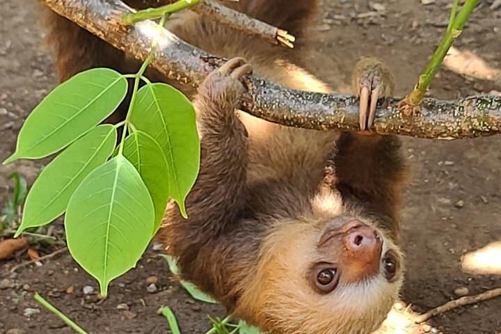 Gamboa Aerial Tram & Sloth Encounter — Panama Rainforest Canopy Tour photo 3