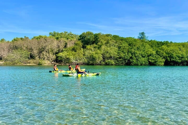 Tamarindo Mangrove Kayak: Blue Water River Tour in Las Baulas National Park photo 4