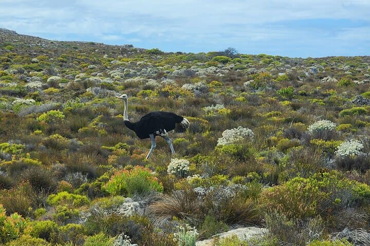 Half-Day Cape of Good Hope & Boulders Penguin Tour from Cape Town photo 6