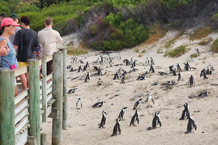 Cape Point & Boulders Beach Penguin Private Half-Day Tour from Cape Town