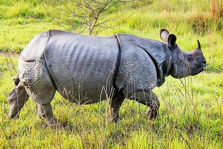 Chitwan 2-Night All-Inclusive Jungle Safari in Sauraha photo 4