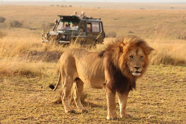 6-Day Safari: Serengeti, Tarangire, Ngorongoro & Lake Manyara Lodge and Camping Tour
