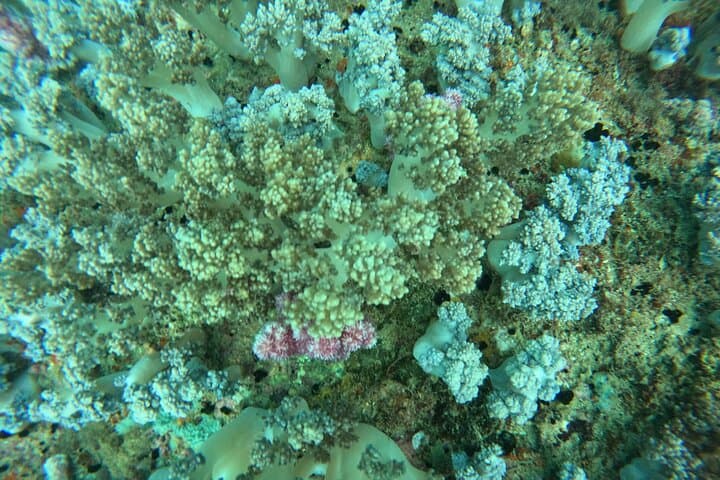 Nha Trang Survival Island Scuba: Introductory Dive & Speedboat Adventure photo 2