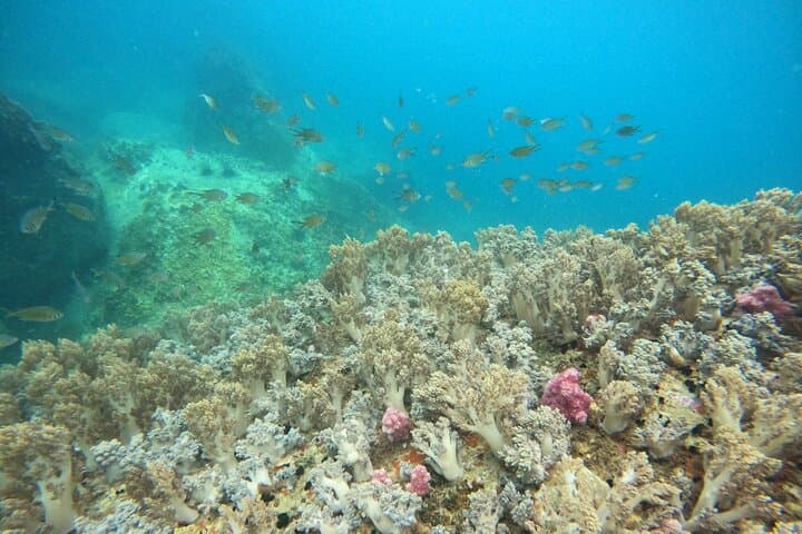 Nha Trang Survival Island Scuba: Introductory Dive & Speedboat Adventure photo 3