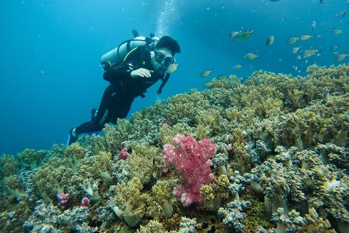 Nha Trang Survival Island Scuba: Introductory Dive & Speedboat Adventure photo 4