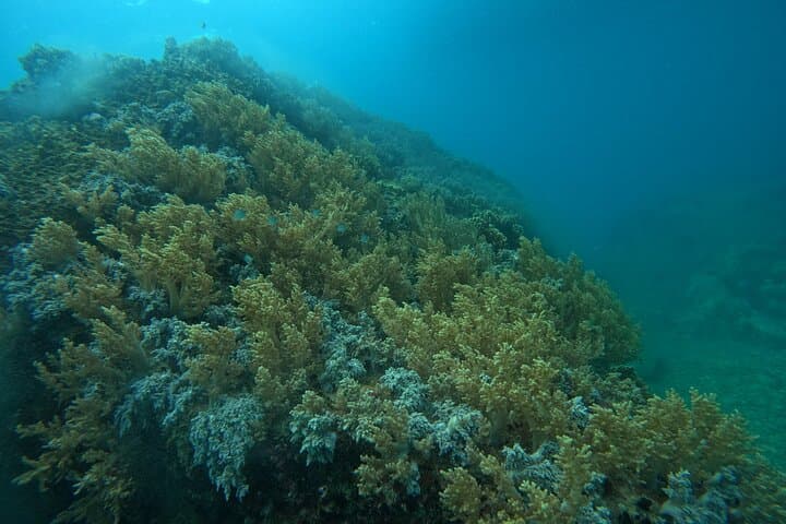 Nha Trang Survival Island Scuba: Introductory Dive & Speedboat Adventure photo 5