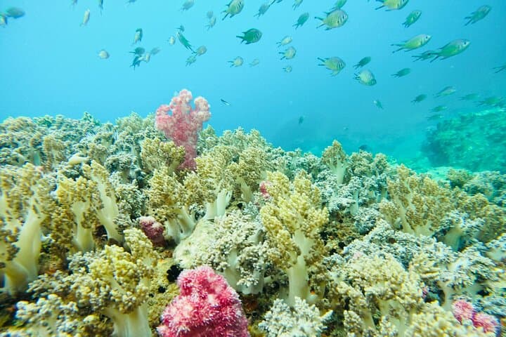 Nha Trang Survival Island Scuba: Introductory Dive & Speedboat Adventure photo 6