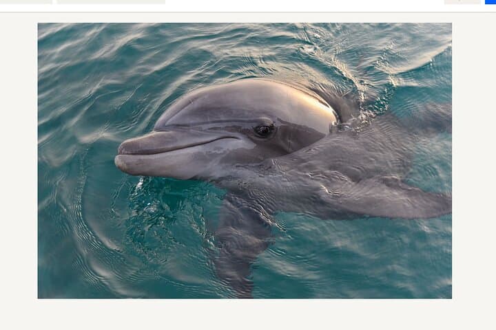 Big Fun Dolphin Cruise & SeaLife Experience in Orange Beach, AL — 2-Hour Family Dolphin Tour photo 3