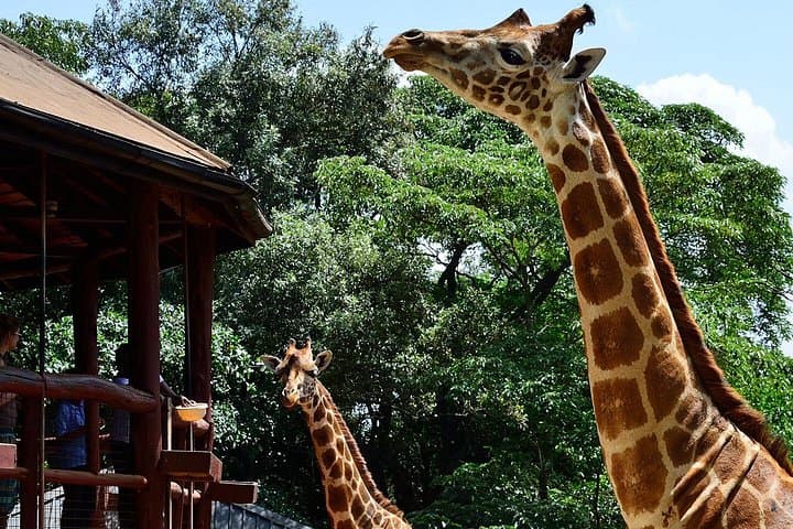 Nairobi Giraffe Centre Guided Day Tour — Feed Rothschild Giraffes & Walk the Gogo River Trail photo 4