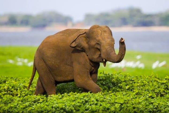 Sigiriya Lion Rock & Minneriya Jeep Safari: Private Day Trip from Colombo