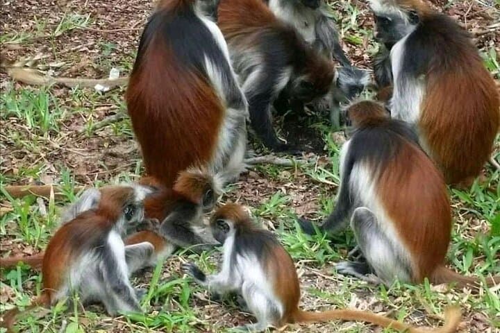 Jozani Forest and Spice Farm Private Tour — Explore Zanzibar’s Red Colobus and Spices photo 3