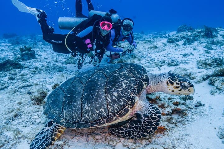 Cozumel Two-Tank Certified Diver Boat Dives — Reefs, Sharks & Turtles photo 2
