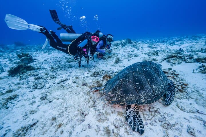 Cozumel Two-Tank Certified Diver Boat Dives — Reefs, Sharks & Turtles photo 3