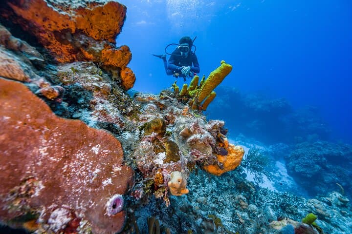 Cozumel Two-Tank Certified Diver Boat Dives — Reefs, Sharks & Turtles photo 4