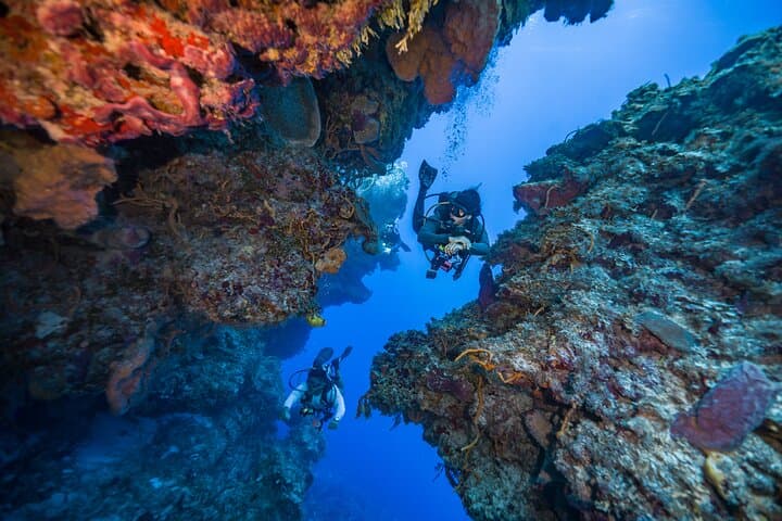 Cozumel Two-Tank Certified Diver Boat Dives — Reefs, Sharks & Turtles photo 5