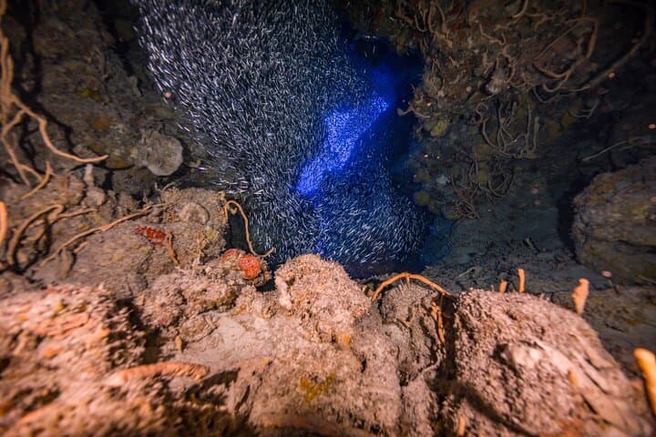 Cozumel Two-Tank Certified Diver Boat Dives — Reefs, Sharks & Turtles photo 6