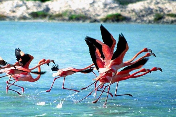 Bonaire Southside Private Diving & Island Combo — Hilma Hooker, Pink Salt Lakes & Lac Bay photo 2