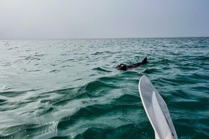 Pelican Point Kayaking: Seal & Dolphin Tours from Walvis Bay photo 5