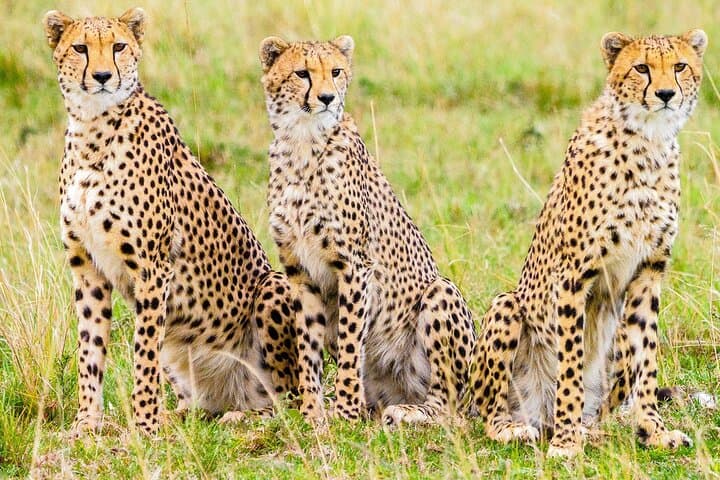 Maasai Mara Wildebeest Migration: 4-Day Safari Guide to River Crossings & Big Cats photo 6