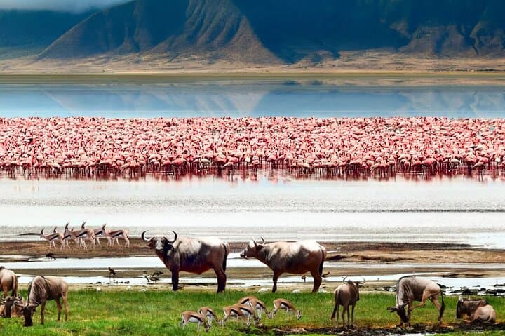 5-Day Masai Mara, Nakuru & Naivasha Budget Safari — Big Five to Flamingo Shores photo 2