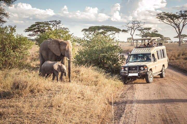5-Day Wildlife Safari in Amboseli and Tsavo West National Parks: A Practical Guide photo 6
