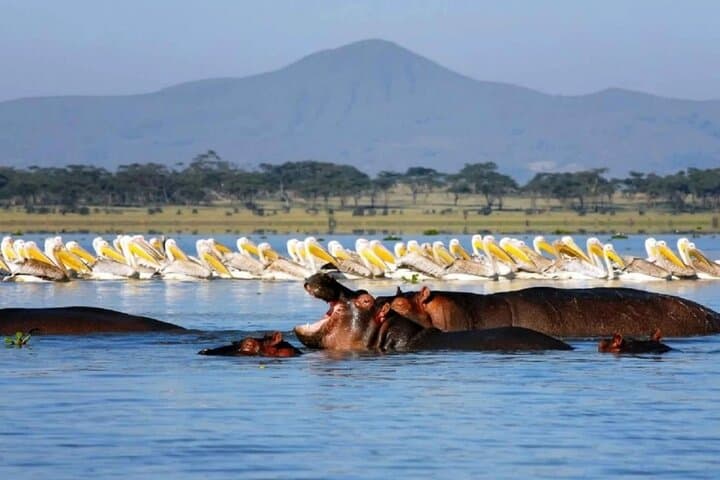 12-Day Kenya Big Five Safari: Samburu to Masai Mara — A Road-Trip Wildlife Odyssey photo 2
