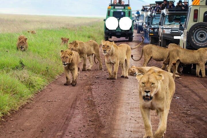 5-Day Masai Mara, Nakuru & Naivasha Budget Safari — Big Five to Flamingo Shores photo 4