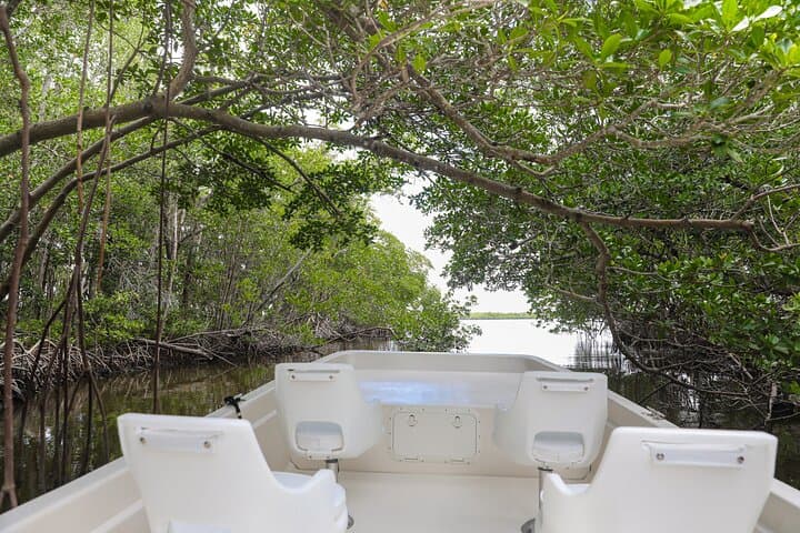 Everglades Mangrove Wilderness Boat Tour: 2-Hour Guided Small-Boat Eco-Cruise photo 1