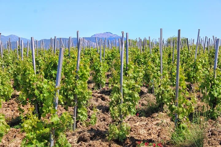 Castelbuono Private Winery Tour and Gourmet Sicilian Lunch photo 4
