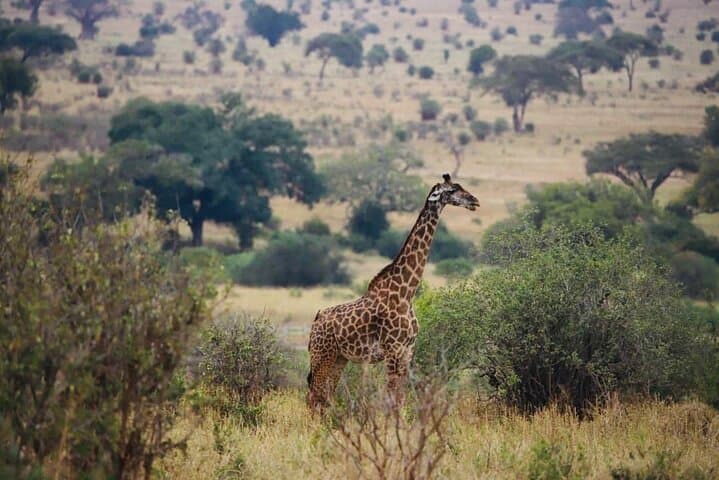 3-Day Safari: Tarangire & Ngorongoro Crater Wildlife Adventure photo 1