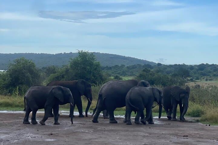 Akagera Private One-Day Game Drive from Kigali: Lake Views, Big Five & Birding