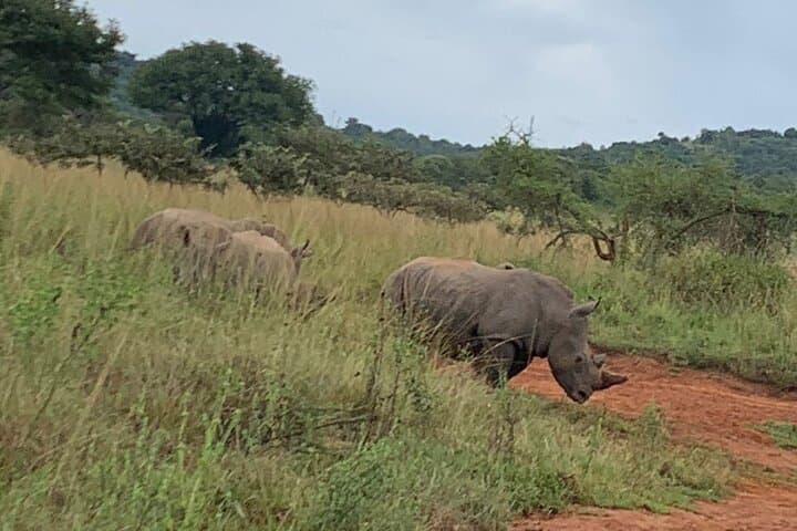 Akagera Private One-Day Game Drive from Kigali: Lake Views, Big Five & Birding photo 2
