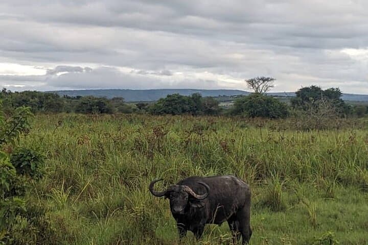 Akagera Private One-Day Game Drive from Kigali: Lake Views, Big Five & Birding photo 4