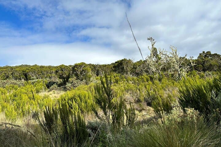 Marangu to Mandara: Kilimanjaro One-Day Hike from Moshi photo 6