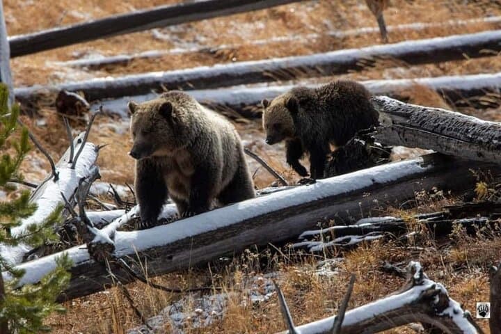 Private Yellowstone Wildlife & Photo Tour — Upper Loop Full-Day from West Yellowstone photo 2