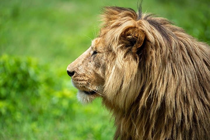 Full-Day Ngorongoro Crater Safari with Picnic Lunch from Arusha photo 2