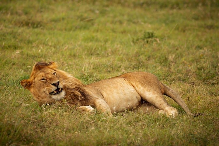 Full-Day Ngorongoro Crater Safari with Picnic Lunch from Arusha photo 3