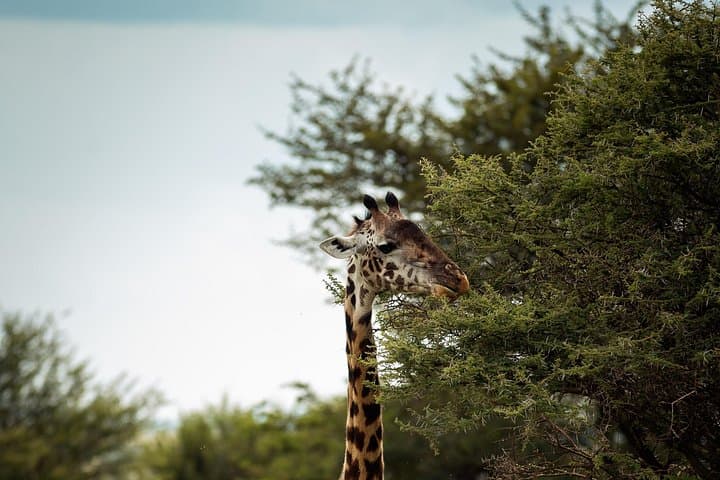 Full-Day Ngorongoro Crater Safari with Picnic Lunch from Arusha photo 4