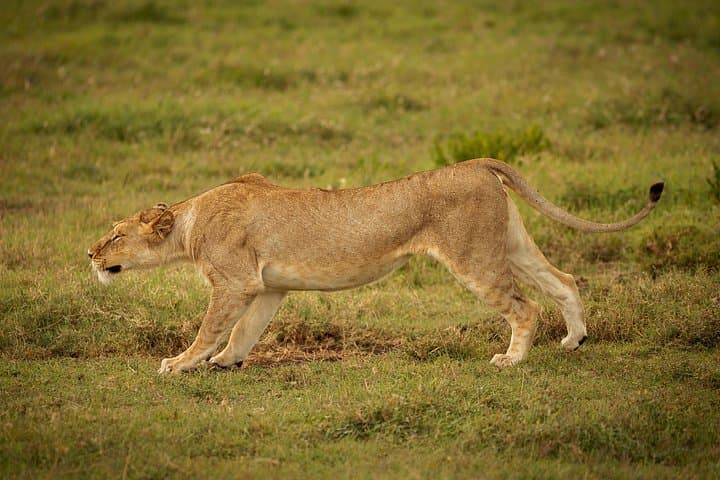 3-Day Safari: Tarangire, Lake Manyara & Ngorongoro Crater photo 2