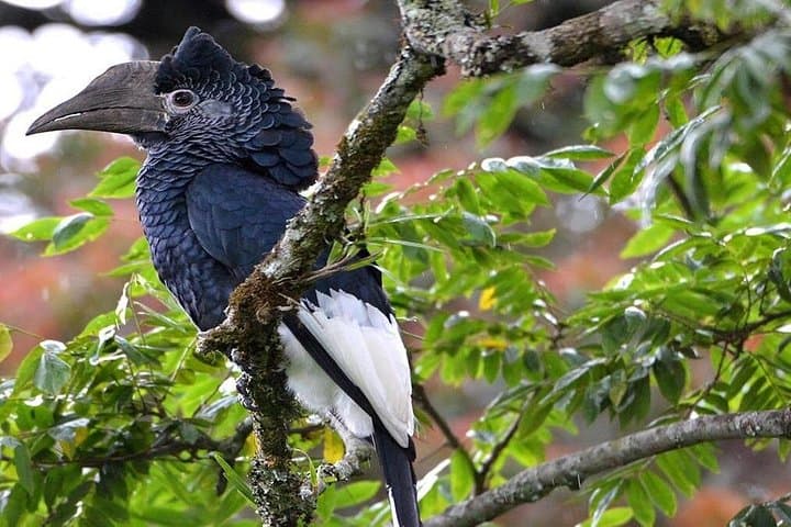 10-Day Rwanda Safari: Gorilla Trekking, Chimps, Lake Kivu & Akagera Wildlife