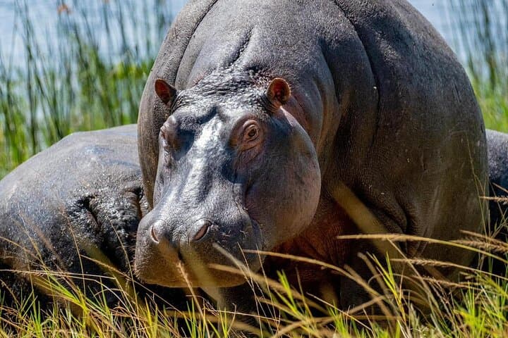 Murchison Falls 2-Day Safari: Nile Boat Cruise, Waterfall Hike & Sunrise Game Drive photo 5