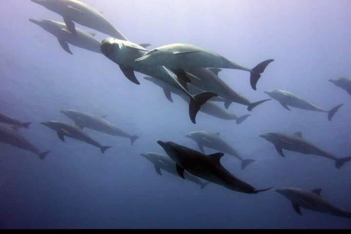 Matemwe Afternoon Dolphin Cruise, Jozani Forest & Kuza Cave Tour photo 5