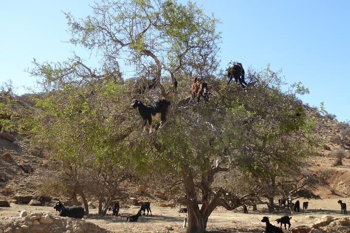 Essaouira Day Trip from Marrakech: Coastal Forts, Argan Forests & Medina Walk photo 6