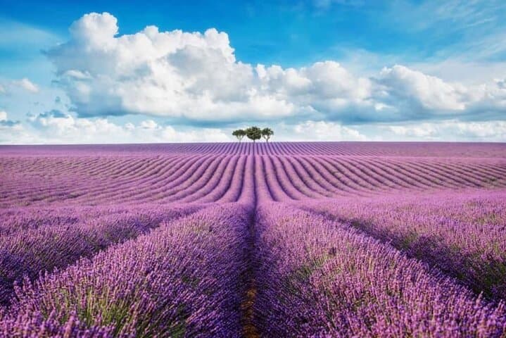 Lavender Fields and Verdon Gorges Private Day Tour from Nice