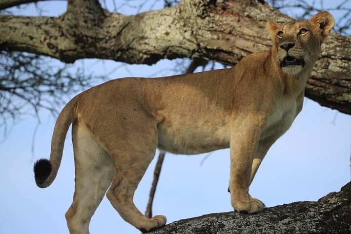 3-Day Safari: Tarangire & Ngorongoro Crater Wildlife Adventure photo 3