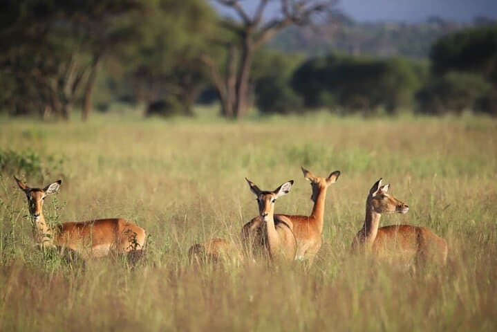 3-Day Safari: Tarangire & Ngorongoro Crater Wildlife Adventure photo 4
