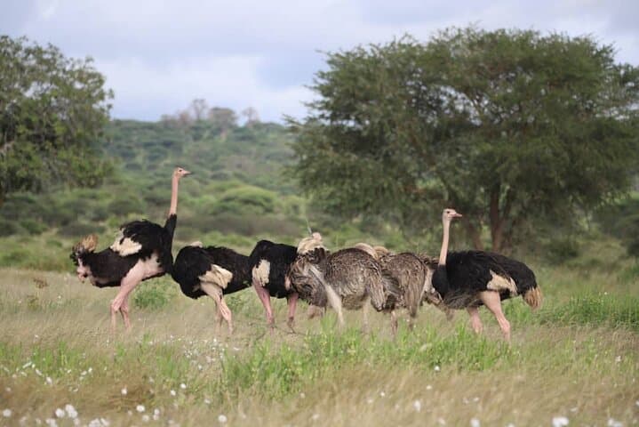 3-Day Safari to Tarangire and Ngorongoro Crater — Big Five, Elephants & Crater Views photo 2
